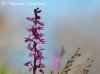 Orchis mascula - 01.jpg